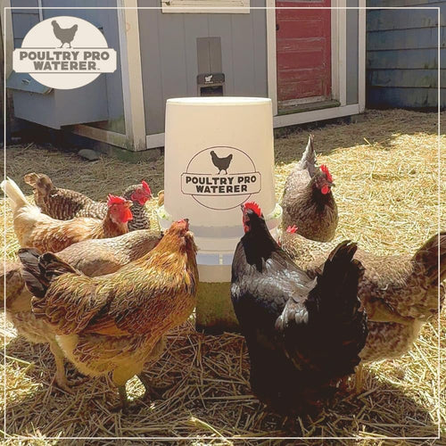 Riverbend Resources Poultry Pro Waterer